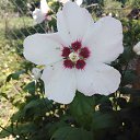 ���� ���������, ������, 33 ���� - ��������� 2 �������� 2019 � ������ ���� ����������