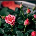 ���� ������, �����-��������� - ��������� 21 ��� 2019 � ������ ���� ����������