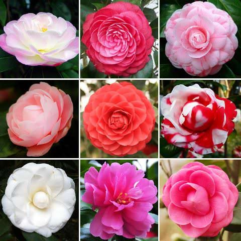 .  (Camellia japonica)        ... - 2