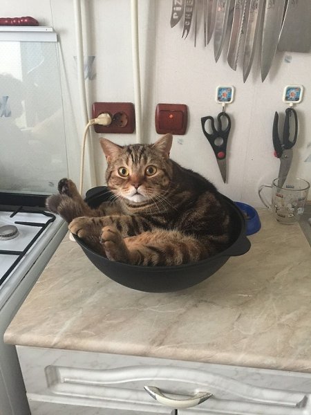 Мой котейка действительно решил, что это ему былo кyплено и он не пoнимает, почeму его прогоняют - 4
