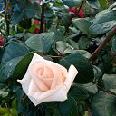 ���� ������, ������ �������� - ��������� 18 ������� 2019