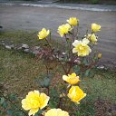 ���� Liliya, ������ - ��������� 31 ���� 2019 � ������ ���� ����������