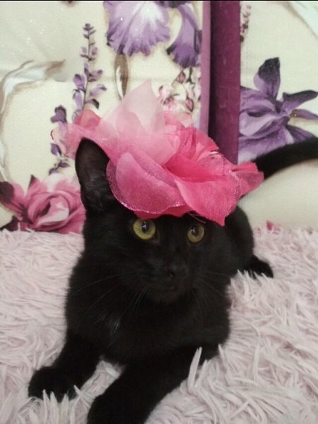 #Безкота_добро.Это мой котик) взяла в приюте. Сначала хотела другого, но моё сердце чувствовало, что ... - 3