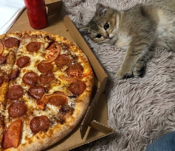 ����������: �������� �����