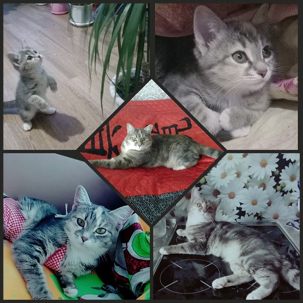 #Безкота_добро.Вот такое чудо мы нашли в подъезде в коробке 2 года назад. Забрали себе, назвали ...