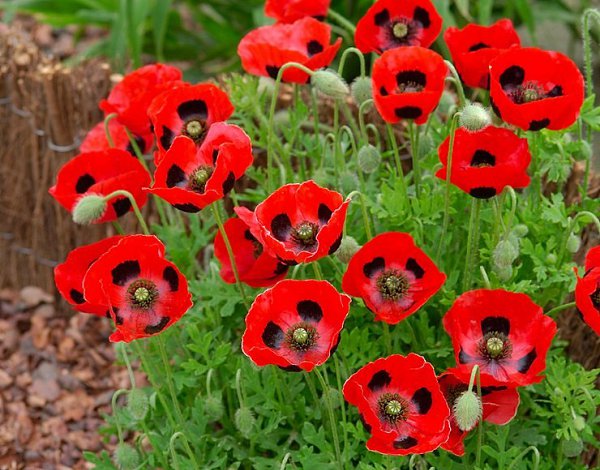 . (Papaver)     ,      ... - 3