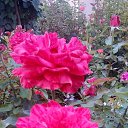 ���� ������, �������, 63 ���� - ��������� 3 ������� 2019 � ������ ���� ����������