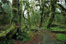 Hoh Rain Forest,   , 