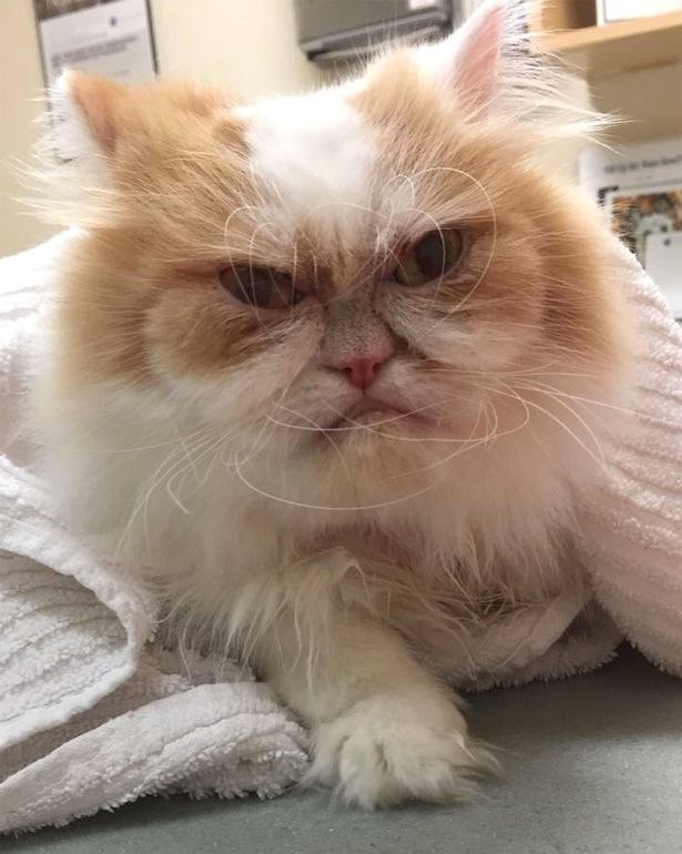        Grumpy Cat,     2019  -  ... - 3