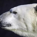 ���� ���������, �������, 52 ���� - ��������� 7 ��� 2019