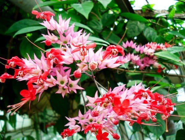 .  (Clerodendrum)     400 , ,   ... - 4