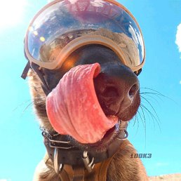 ������, ������