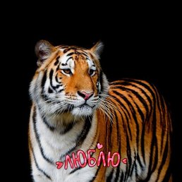 ����, ������, 51 ���