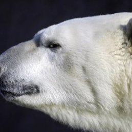 ���������, �������, 52 ����