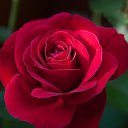  Varapelo, , 70  -  29  2019    