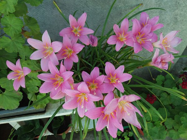 Зефирантес или выскочка.Название как нельзя лучше отражает особенности этого растения. ...