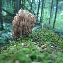 ������ �������. �� ������� ������ ��������