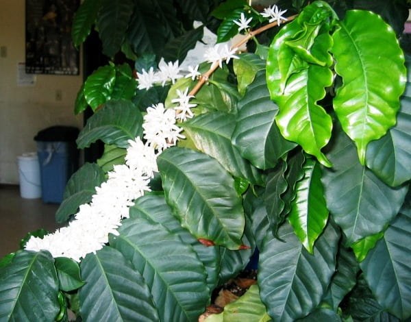 Записки цветовода: кофейное дерево. Выращивание и уход в домашних условиях. Фото — Ботаничка
