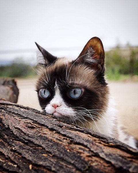 Twitter Grumpy Cat сообщил о смерти самой известной в мире