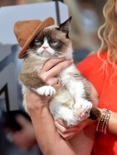 Twitter Grumpy Cat сообщил о смерти самой известной в мире