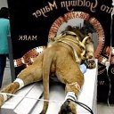 Metro-Goldwyn-Mayer �������� ������� �� ������� �����������