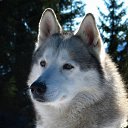 ���� ������, ��������, 39 ��� - ��������� 1 �������� 2019 � ������ ���� ����������