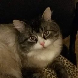 ����, ������, 44 ����