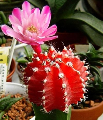 . (Gymnocalycium)        ...