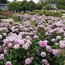  , , 70  -  15  2019   CA_2019_San Jose_Rose Garden_2