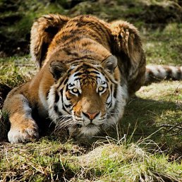 Rashit, �����, 67 ���