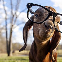 �����, ����������, 40 ���