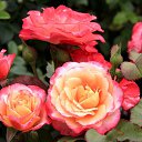 ���� ������, �����-��������� - ��������� 21 ��� 2019 � ������ ���� ����������