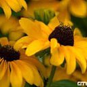 ���� Dalia, �����-��������� - ��������� 29 ��� 2019 � ������ ������ ��������
