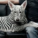 ���� ��������, ������, 49 ��� - ��������� 17 ������ 2019 � ������ ���� ����������