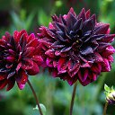 ���� �����, �����-��������� - ��������� 21 ��� 2019 � ������ ���� ����������