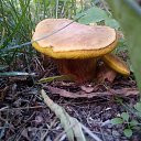 �������. �� ������� ��������-��� ������