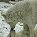 ���� ���������, ������ - ��������� 29 ������� 2019 � ������ �wolf�