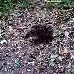 ���� �����, �������, 40 ��� - ��������� 19 �������� 2019