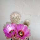 ���� Vidoje, �������, 61 ��� - ��������� 17 ������ 2019 � ������ ������ ��������