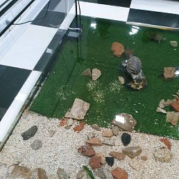 ���� Firuz, �����, 34 ���� - ��������� 4 ������� 2019