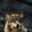 ���� �������, �����, 55 ��� - ��������� 21 �������� 2019