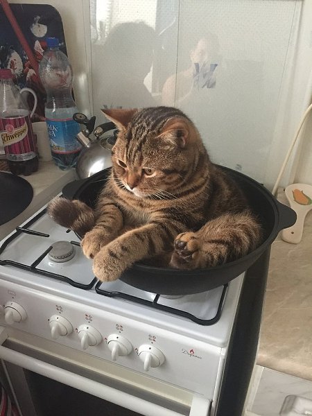 Мой котейка действительно решил, что это ему былo кyплено и он не пoнимает, почeму его прогоняют - 3