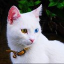  Ahmet, , 47  -  11  2019    