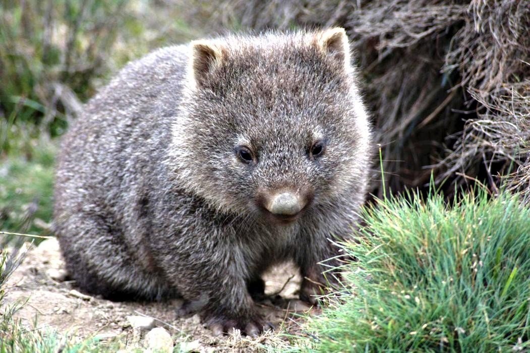 В австралии живут медведи. Вомбат животное Австралии. Шерстоносый вомбат. Сумчатый вомбат. Вомбат сумчатое животное.