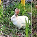 ���� Ashot, ������, 67 ��� - ��������� 4 ��� 2019 � ������ ������ ��������