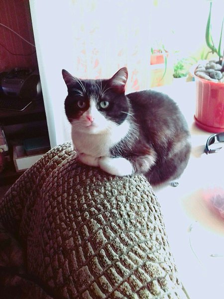 #Безкота_добро.Однажды мы шли по рынку и услышали ооочень жалобный писк. Откуда он издавался-поняли ...