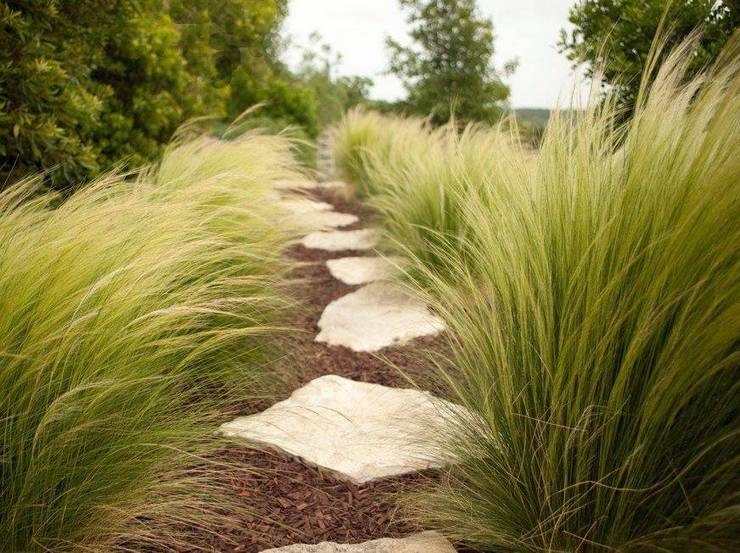 . (Stipa)          ...