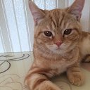 ���� ����, ������ �����, 66 ��� - ��������� 7 ������� 2019 � ������ ���� ����������