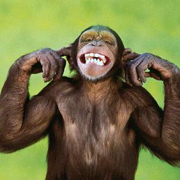 �����, �����, 40 ���