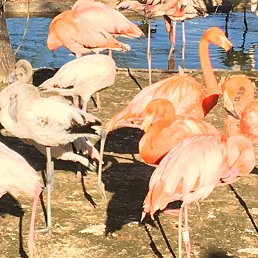 �����, ������